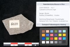 Foto (Objekt + Etikett) von Cystoseira communis Unger (NHMW-GEO-2024-0188-6639)